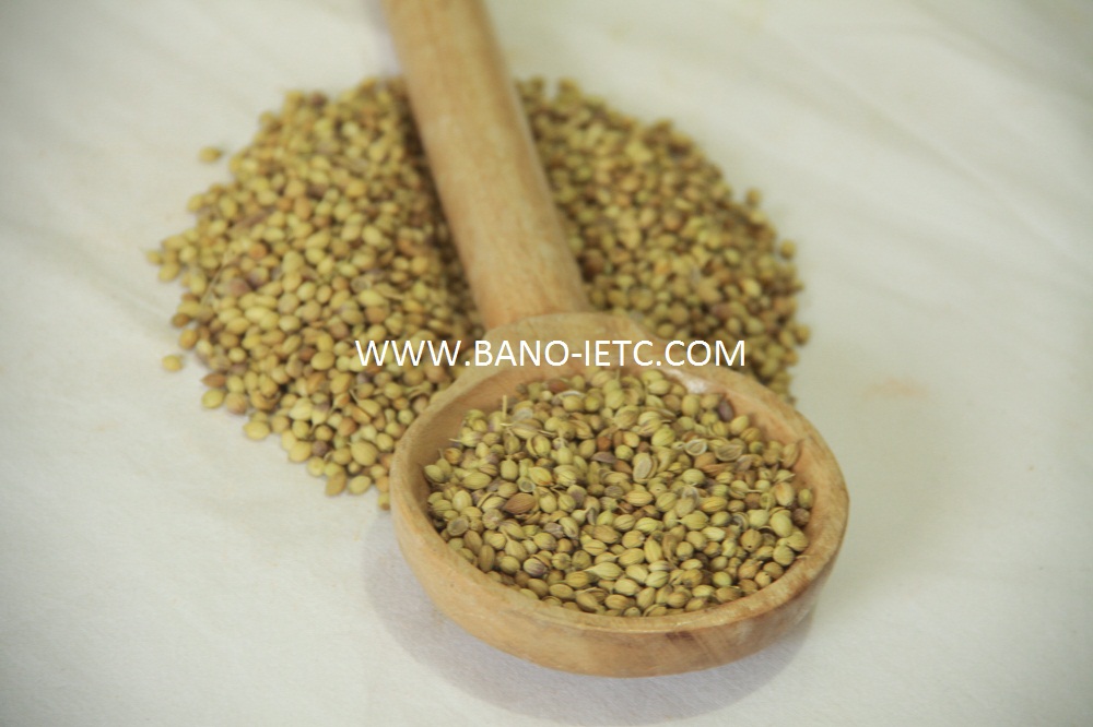 Coriander Seeds